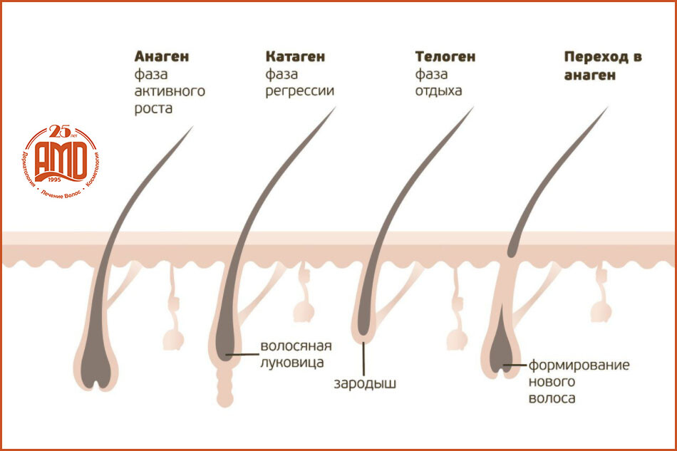 Жизненный цикл волоса